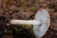 Tricholoma cingulatum, Lound, Notts.