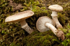 Tricholoma cingulatum, Lound, Notts.