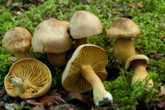 Tricholoma sulphureum - Sulphur Knight, Sherwood Pines, Notts.