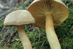 Tricholoma sulphureum - Sulphur Knight, Sherwood Pines, Notts.