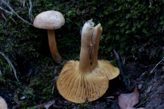 Tricholoma sulphureum - Sulphur Knight, Sherwood Pines, Notts.