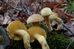 Tricholoma sulphureum - Sulphur Knight, Sherwood Pines, Notts.