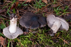 Tricholoma terreum - Grey Knight, Clumber Park, Notts.