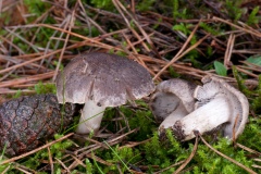 Tricholoma terreum - Grey Knight, Clumber Park, Notts.