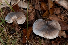 Tricholoma virgatum - Ashen Knight, Longshaw NT, Derbyshire.