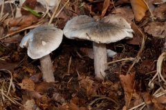 Tricholoma virgatum - Ashen Knight, Longshaw NT, Derbyshire.