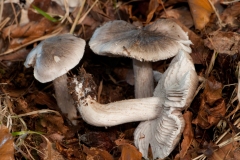 Tricholoma virgatum - Ashen Knight, Longshaw NT, Derbyshire.