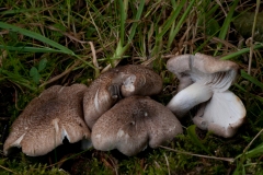 Tricholoma scalpturatum - Yellowing Knight, Longshaw NT, Derbyshire.