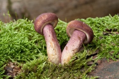 Tricholopsis rutilans - Plums and Custard, Longshaw NT, Derbyshire.