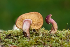 Tricholopsis rutilans - Plums and Custard, Longshaw NT, Derbyshire.