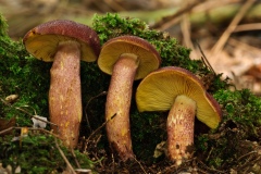 Tricholopsis rutilans - Plums and Custard, Barrow Hills, Notts.