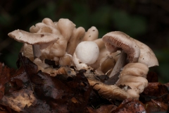 Volvariella surrecta - Piggyback Pinkgill, Danes Hill NR, Notts.