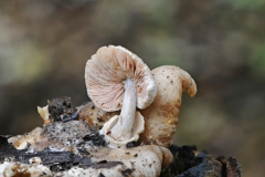 Volvariella surrecta - Piggyback Pinkgill, Danes Hill NR, Notts.