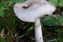 Volvariella gloiocephala - Stubble Rosegill, Lound, Notts.