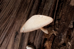 Volvariella bombycina, Clumber Park NT, Notts.