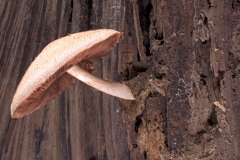 Volvariella bombycina, Clumber Park NT, Notts.