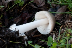 Volvariella gloiocephala - Stubble Rosegill, Lound, Notts.