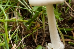 Volvariella gloiocephala - Stubble Rosegill, Lound, Notts.