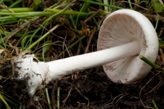 Volvariella gloiocephala - Stubble Rosegill, Treswell NR, Notts.