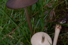 Xerula radicata - Rooting Shank, Longshaw NT, Derbyshire.