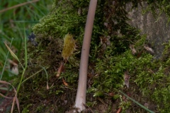 Xerula radicata - Rooting Shank, Longshaw NT, Derbyshire.