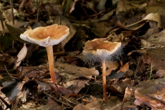 Spinellus fusiger on Gymnopus dryophila, Whitwell Wood, Derbyshire.