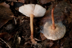 Spinellus fusiger on Gymnopus dryophila, Whitwell Wood, Derbyshire.