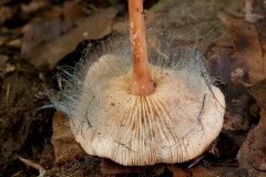 Spinellus fusiger on Gymnopus dryophila, Whitwell Wood, Derbyshire.