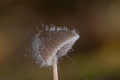 Spinellus fusiger on Mycena leptocephala, Lound, Notts.