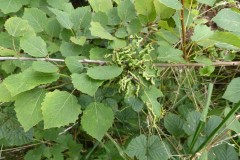 Aceria dispar, a Gall mite on Aspen Tree