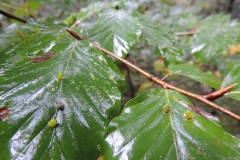 Hartigiola annulipes a Gall Midge, Potteric Carr (cylindrical pouches).