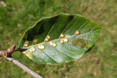 Hartigiola annulipes a Gall midge on Beech, Yorkshire Sculpture Park (upper surface)