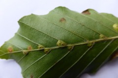 Hartigiola annulipes a Gall midge on Beech, Yorkshire Sculpture Park (lower surface).