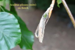 Acalitus plicans a Gall mite on Beech, Yorkshire Sculpture Park