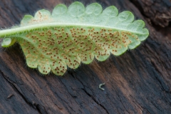 Puccinia betonicae on Betonica officinalis , Anston Stones Wood.