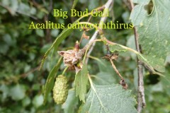 Acalitus calycophthirus, Potteric Carr.