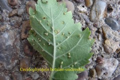 Cecidopyopsis betulae, a gall mite, on Silver Birch, Potteric Carr (lower surface).