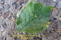 Cecidopyopsis betulae, a gall mite, on Silver Birch, Potteric Carr (upper surface).