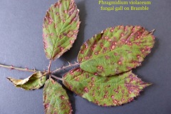 Phragmidium violaceum, fungal gall on bramble - Sandal Beat Wood