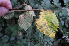 Aceria silvicola on Bramble, Lindrick Common.