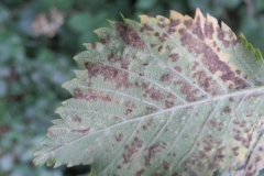 Aceria silvicola on Bramble, Lindrick Common.