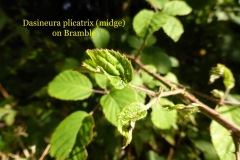 Dasineura plicatrix on Bramble (midge), Potteric Carr