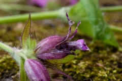 Microbotryum lychnidis-dioicae in anthers of Red Campion (Silene dioica), Worsborough CP.