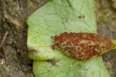 Uromyces ficariae - Bitter Chocolate Rust, Anston Stones Wood.