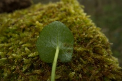 Uromyces ficariae on Lesser celandine, Sprotborough.