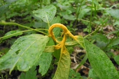 Melampsora populnea on Mercurialis perennis, Laughton Wood, Yorkshire