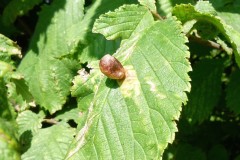 Tetraneura ulmi - Aphid gall on Wych Elm , Ledger Way, Doncaster