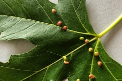 Vasates quadripedes (mite gall ) on Acer saccharinum (Silver Maple), Grove Park, Doncaster