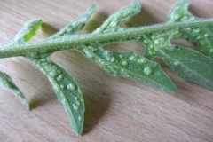 Aceria centaurea on Greater Knapweed, Edenthorpe, Doncaster (upper and under surface of leaf)