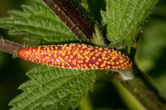 Nettle Rust - Puccinia urticata, North Anston Pit Tip.